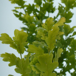 Quercus robur ‘Fastigiata Koster’