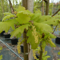 Quercus robur ‘Fastigiata Koster’