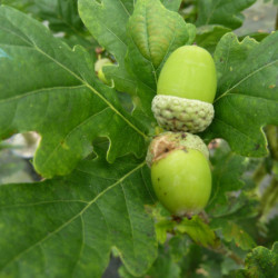 Quercus robur ‘Fastigiata Koster’