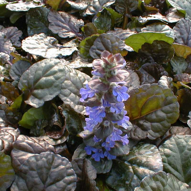 Ajuga Reptans ‘Binblasca’ BLACK SCALLOP™