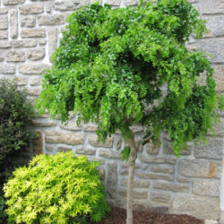 Robinia pseudoacacia ‘Twisty Baby‘ ® -  ‘Lace Lady’ - Acacia nain tortueux