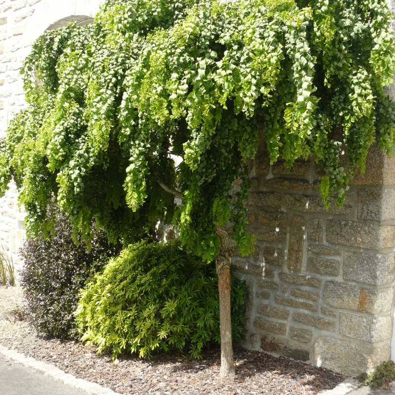 Robinia pseudoacacia ‘Twisty Baby‘ ® -  ‘Lace Lady’ - Acacia nain tortueux