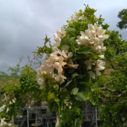 Robinia pseudoacacia ‘Twisty Baby‘ ® -  ‘Lace Lady’ - Acacia nain tortueux