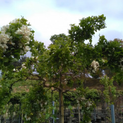 Robinia pseudoacacia ‘Twisty Baby‘ ® -  ‘Lace Lady’ - Acacia nain tortueux