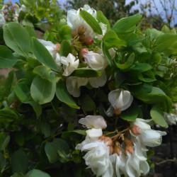 Robinia pseudoacacia ‘Twisty Baby‘ ® -  ‘Lace Lady’ - Acacia nain tortueux