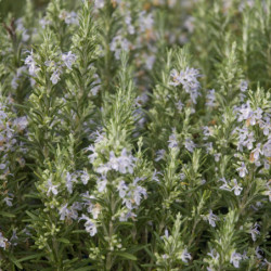 Rosmarinus officinalis