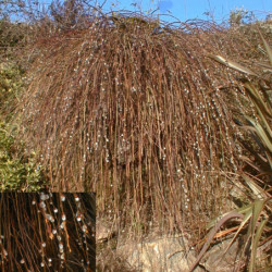 Salix caprea ‘Kilmarnock’