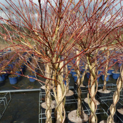 Salix integra ‘Flamingo’