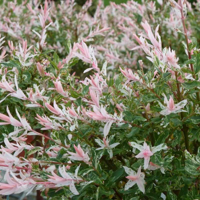 Salix integra ‘Flamingo’