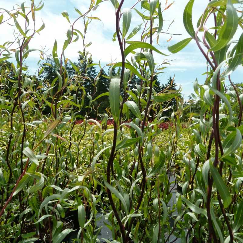 Salix tortuosa ‘Chocolat’ -  Saule tortueux