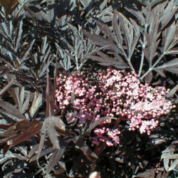 Sambucus nigra ‘Black lace‘ ® - Eva’ - Sureau noir