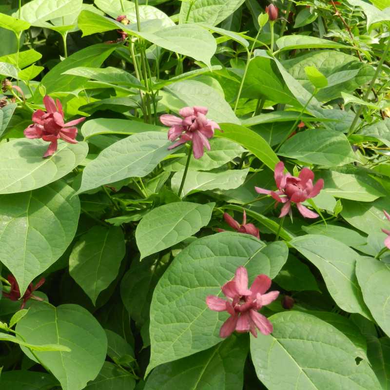 Sinocalycalycanthus raulstonii ‘Hartlage Wine’