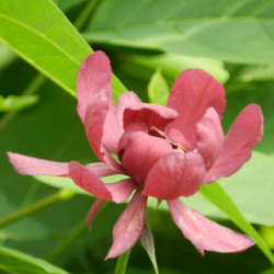 Sinocalycalycanthus raulstonii ‘Hartlage Wine’