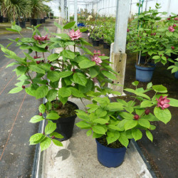 Sinocalycalycanthus raulstonii ‘Hartlage Wine’