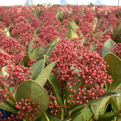 Skimmia japonica ‘Rubella’