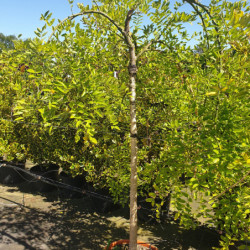 Sophora japonica ‘Pendula’