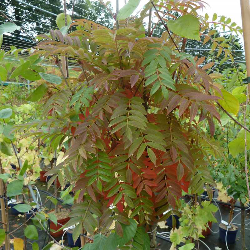 Sorbus aucuparia ‘Autumn Spire‘ ® - Flanrock