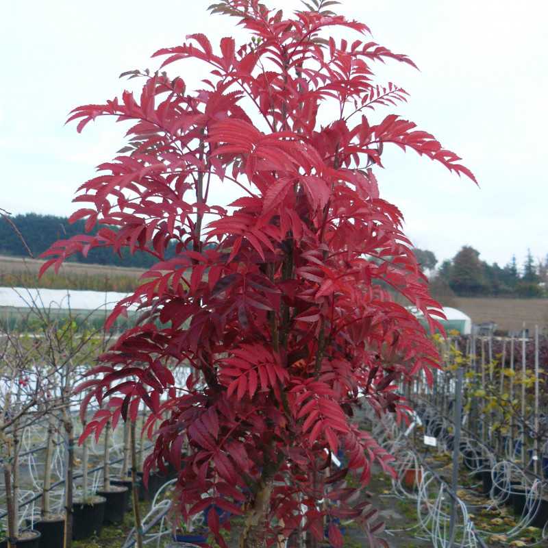 Sorbus aucuparia ‘Autumn Spire‘ ® - Flanrock