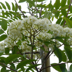 Sorbus aucuparia - Sorbier des oiseleurs