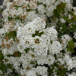 Spiraea vanhouttei