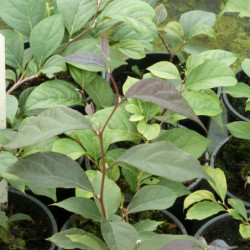 Styrax japonicus ‘Purple Dress’