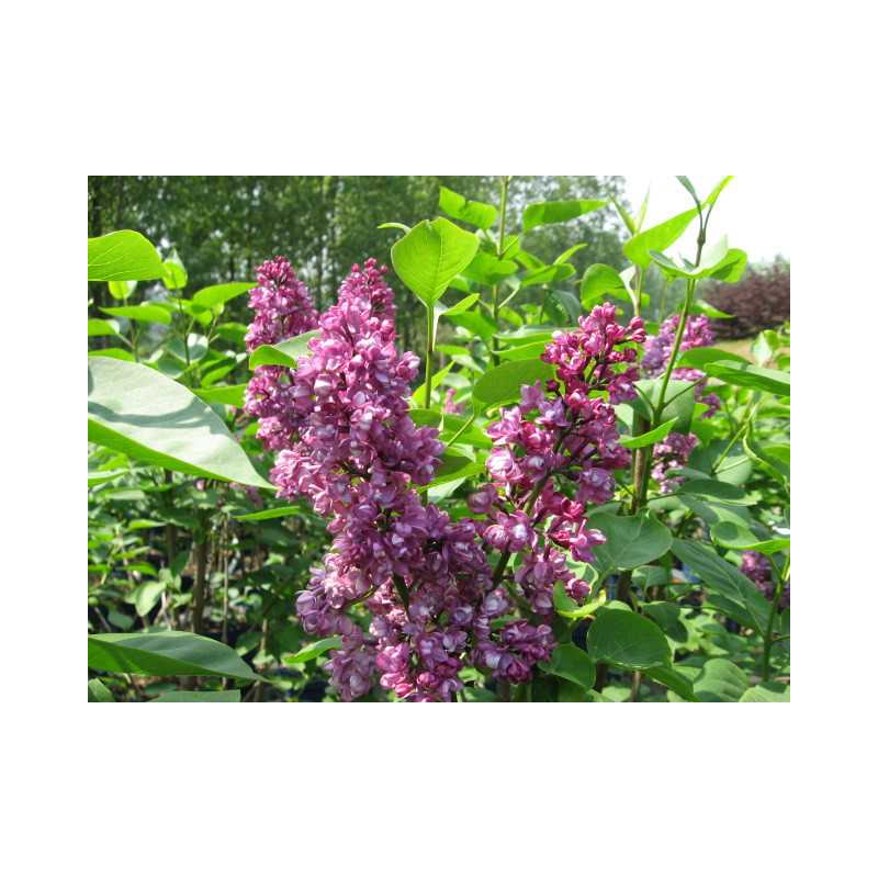 Syringa vulgaris ‘Charles Joly’