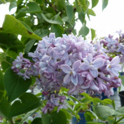 Syringa vulgaris ‘Président Grévy’