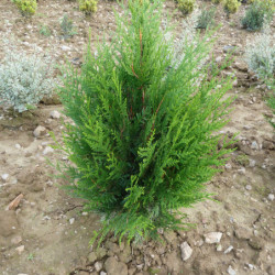 Thuja plicata Atrovirens