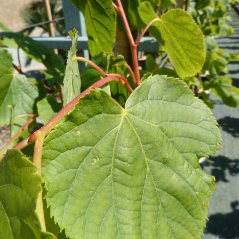 Tilia cordata ‘Winter Orange’