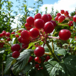 Viburnum opulus ‘Compactum’