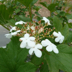 Viburnum opulus ‘Compactum’