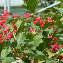 Viburnum opulus ‘Compactum’