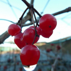 Viburnum opulus ‘Compactum’