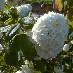 Viburnum opulus ‘Roseum’