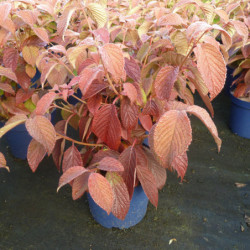 Viburnum plicatum Mariesii