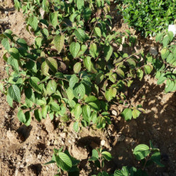 Viburnum plicatum Mariesii