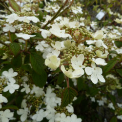 Viburnum plicatum Mariesii