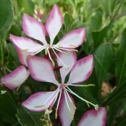 Gaura lindheimeri ‘Rosyjane’