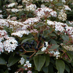 Viburnum tinus Eve Price