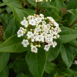 Viburnum tinus ‘Quimper’