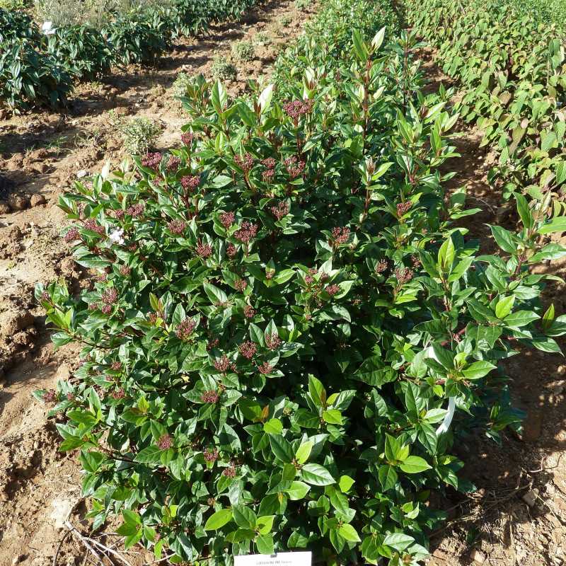 Viburnum tinus ‘Quimper’