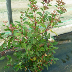 Viburnum tinus ‘Quimper’