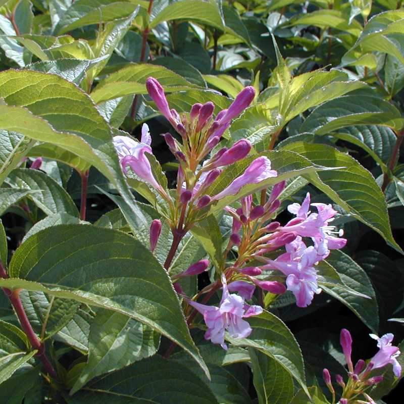 Weigela ‘Stelzneri’