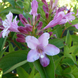 Weigela ‘Stelzneri’