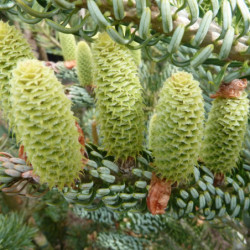 Abies koreana Silberlocke