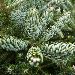 Abies koreana Silberlocke