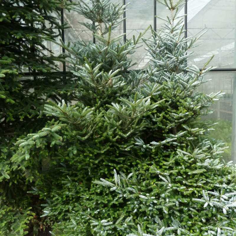 Abies koreana Silberlocke