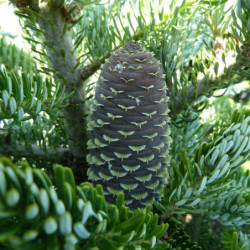 Abies koreana Silberlocke