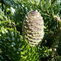 Abies koreana Silberlocke