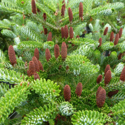 Abies koreana Silberlocke